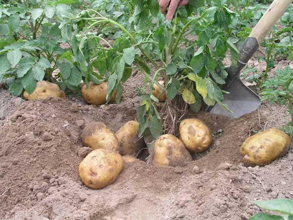 农村常种的4种薯类农作物都是实实在在的养生食物