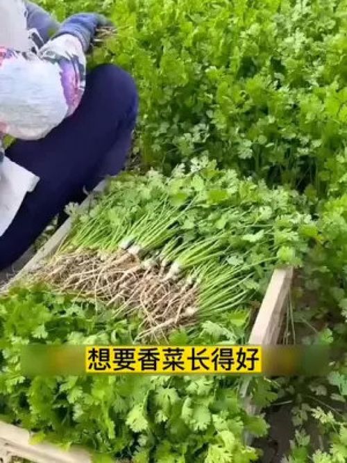 想要香菜长得好,速生香菜少不了 速生香菜 香菜 菜