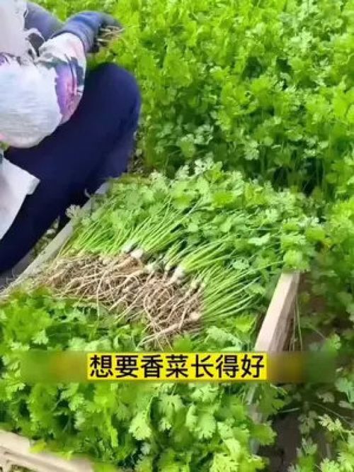 速生香菜 不用破壳 直接播种 种植简单 家庭种植 种菜 蔬菜种子 优质农产品