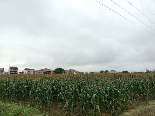 科创中国 长三角鲜食玉米产业服务团赴奉贤区鲜食玉米示范基地开展技术指导