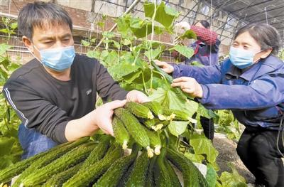 天津地产蔬菜上市品种数量稳步提升 蔬菜日上市量 月底可超3000吨