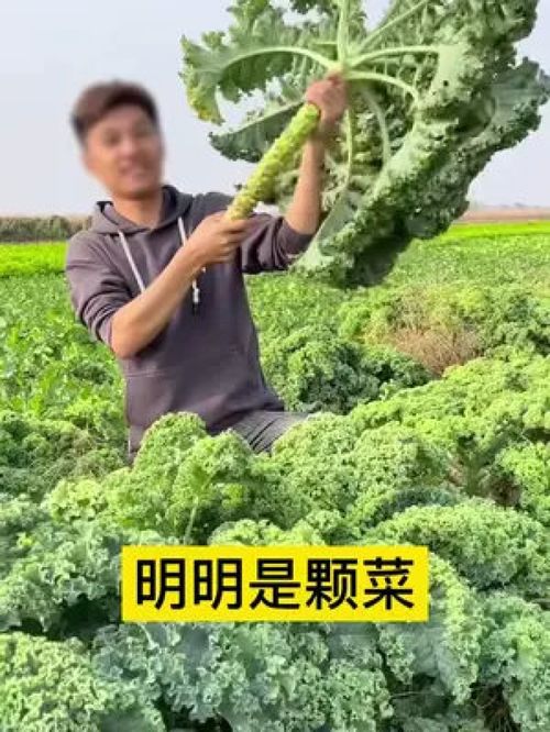 羽衣甘蓝,宝藏蔬菜,一不小心长成树,耐寒耐热,营养价值丰富 蔬菜种子 优质农产品 家庭种植 羽衣甘蓝