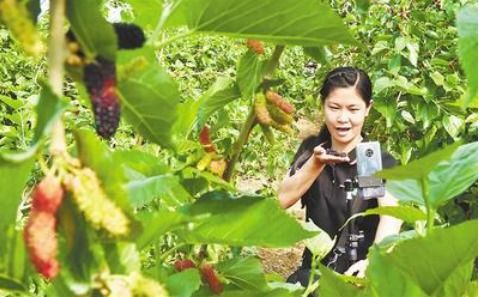 石家庄探索农产品线上营销新模式