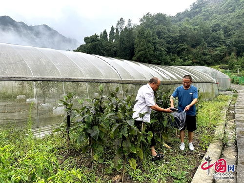 汶川水磨镇 校地共建智慧农业科创园 培育现代农产品