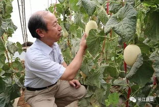 都说有机农产品卖的俏,却苦苦找寻厚皮甜瓜大棚有机生态型无土栽培技术 速戳