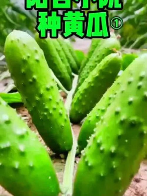 推荐这款爬满地水果黄瓜,不用育苗直接种,播种浇水就发芽,45天左右吃黄瓜 黄瓜种植 三农 地爬黄瓜 优质农产品