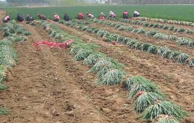 【图】大葱种植技术