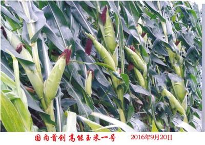 东北有机农产品玉米种植 海林专业玉米种植厂家