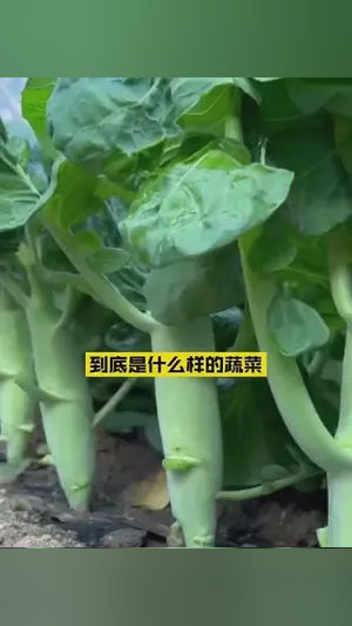 这可不是普通的蔬菜,这是鸡腿芥蓝 ,蔬菜中的 绿翡翠 蔬菜种子 三农 口感特别好 家庭种植