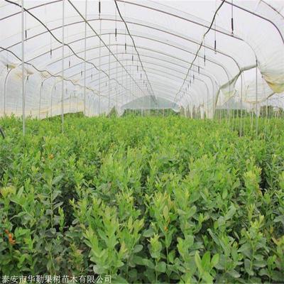 耐寒自由蓝莓苗成熟季节 自由蓝莓苗规格齐全
