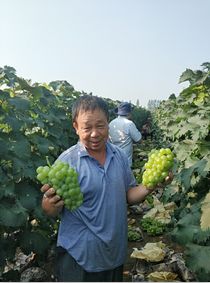 农产品步入品质时代,你必须相信品质种植的力量