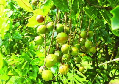种植夏威夷果联农带农助农