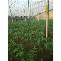 涿州农产品种植 特色技术与市场前景分析