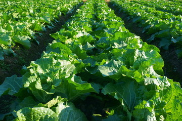 农产品种植基地的科学管理与可持续发展