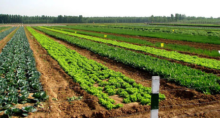 有机餐厅潜力巨大 发展之路与农产品种植策略