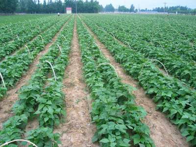 绿色有机农产品 种植之道与消费价值