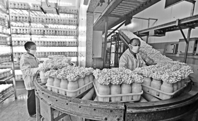 小蘑菇走上大餐桌 农产品种植的创新与机遇