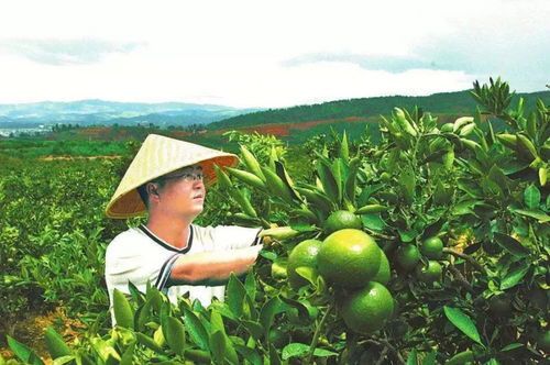 权威解读 云南省人民政府办公厅关于促进农产品加工业跨越发展的实施意见——聚焦农产品种植端优化升级