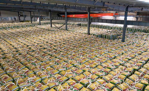 一把有机肥，成就子洲绿色农产品的品质之路