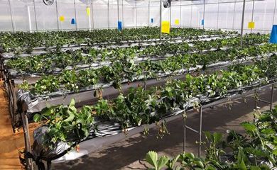 在美丽富裕的田野上——宣威市农业产业的转型升级之路