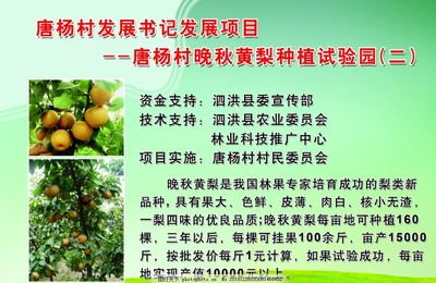 黄梨种植示范园 现代农业技术助力农产品优质高效种植