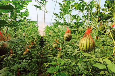 果乡之旅 ‘枣’想约你——2020陕西大荔农产品媒体促销活动启动