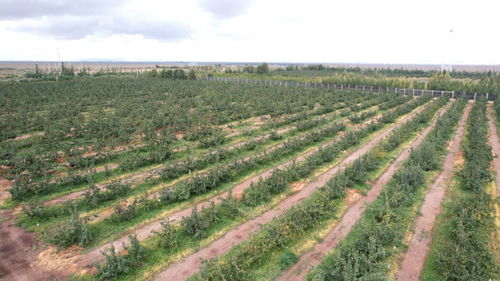 甘肃永昌 国字号农产品的荣耀与实力——一颗梨的种植之道