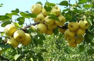 农产品稳定销售渠道的构建 借鉴中化、阿里、京东与百果园的种植与流通实践