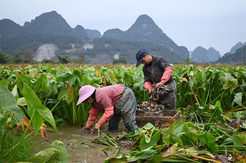 阳朔县高田镇人大 以菇为介，助力小特产成就大产业
