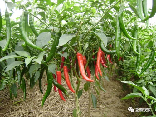 再添6个国字号地理标志产品,盐城农产品实力出位