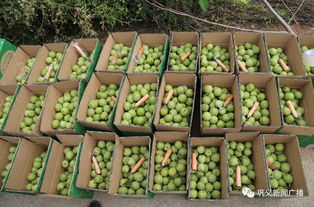 鲁庄核桃 金秋时节,满载丰收的果实