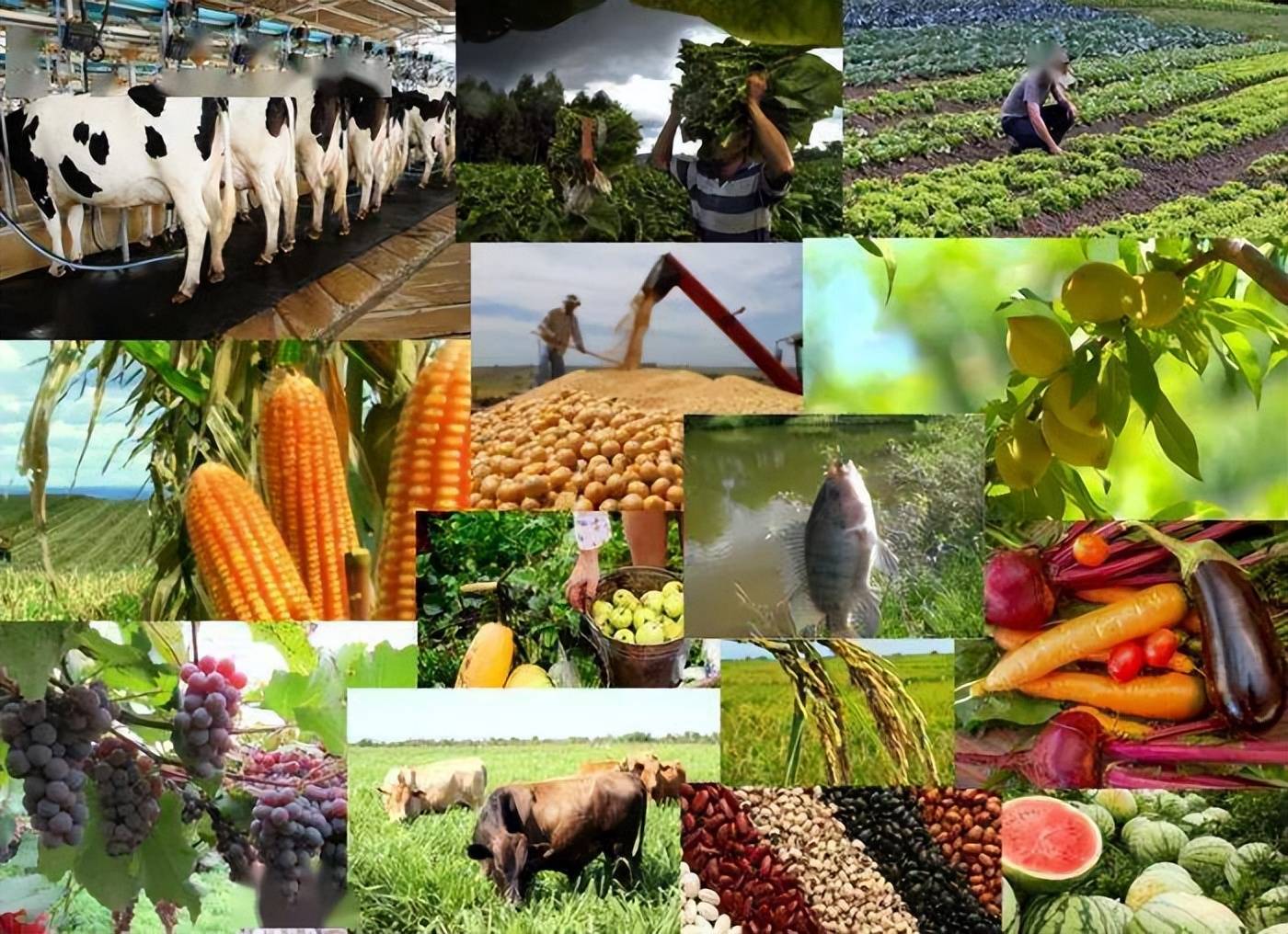 巴西农业的全球影响力 大豆、咖啡与糖的领跑地位