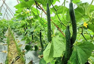 青瓜种植技术与管理 2025年2月热点追踪与农产品种植实践