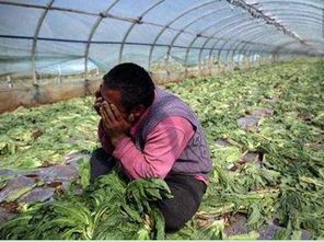 万斤果蔬烂地里,农产品滞销问题出路何在