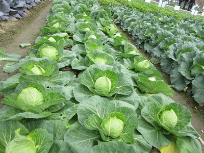 甘蓝种植技术与管理法 从选种到收获的完整指南