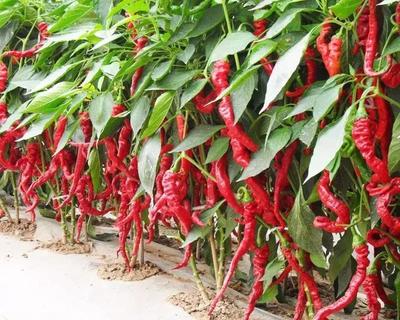 有机农产品标签不可一贴了事,标准与严管理是放心农产品的保障