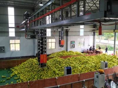 仁化县国家金柚产业集群项目加速推进,分选加工助力长坝沙田柚品质提升