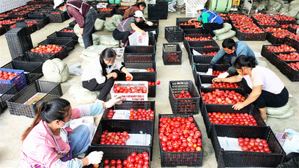贵州大方 合作社倾力支援抗疫,两天采运20吨西红柿保障农产品供应