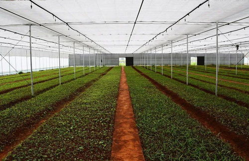 朱党柱强调加快推进农业现代化 着力提升农产品种植水平