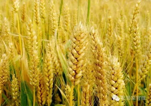 秋粮即将上市，农产品最新市场价格分析 如何科学种植实现丰收？