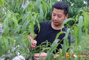 句容农民妙招频出 绿色农产品这样“种”成的