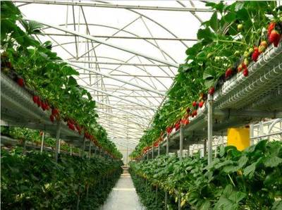 全经联幸福产业智库永靖之行 探索农产品种植的新路径