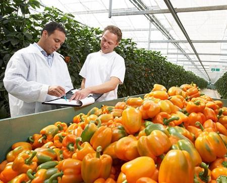 大深度 | 消除农产品滞销 借鉴美日德模式，升级中国农产品种植体系