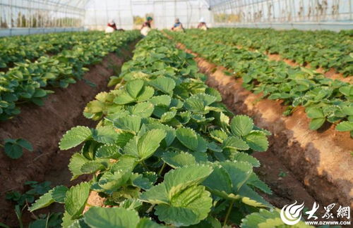 沂蒙山下的金色希望 山东沂南特色农业促农增收之路