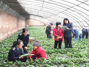 安全与质量的守护者 农产品种植的现代实践