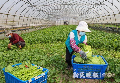 沪郊朱泾 供储并举筑牢防线，稳产保供守护“菜篮子”