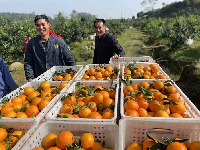 绵阳市安州区 村企双向奔赴，解锁乡村振兴“共富密码”