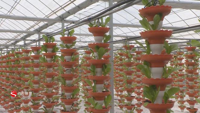 希望的田野上唱响乡村振兴“新农歌”——看泗阳如何谱写农产品种植新篇章