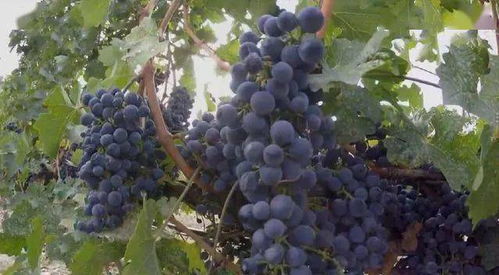 一亩地，三万元，三十万回报 揭秘高收益农产品种植新模式