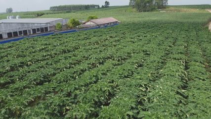 木瓜结满枝 割出致富浆 农产品的种植